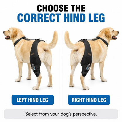 Hinged Dog Knee Brace – Rear Leg Support