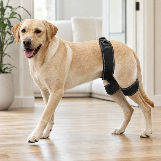 Dog Hip & Rear Leg Brace – Stability for Senior Dogs