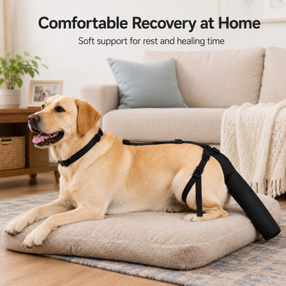 Padded Dog Tail Protector – Recovery & Walks