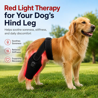 Red Light Dog Leg Brace – Hind Leg Comfort
