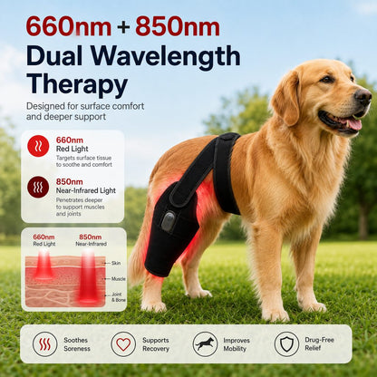 Red Light Dog Leg Brace – Hind Leg Comfort