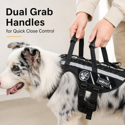 Outdoor Dog Harness & Bungee Leash Set – Hike Ready