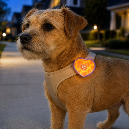Heart LED Pet Safety Light – Visible on Night Walks