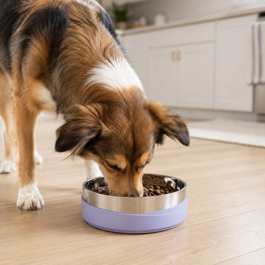 Weighted Non-Slip Pet Bowl – No Sliding or Mess